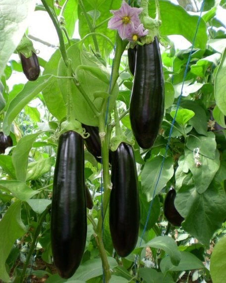 GENİŞ DAĞITIM AĞI